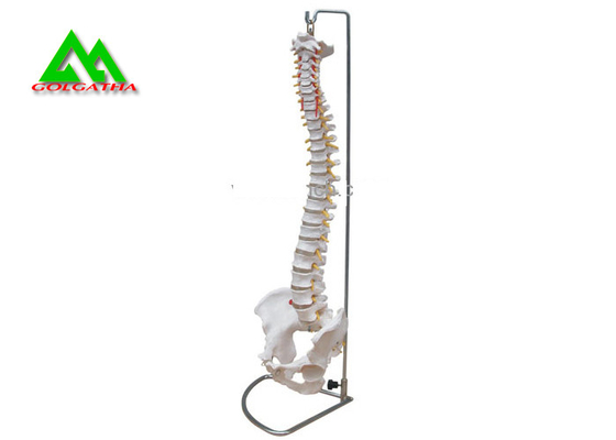 China Human Anatomical Spine Model Medical Teaching Models For Students Life Size supplier
