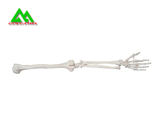 China Arm And Leg Bone Medical Teaching Models Water Resistant Lightweight supplier