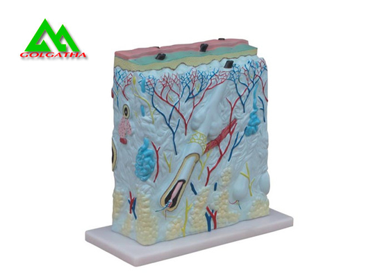 China Customized Handheld Skin Section Embryology Models For Facilitate Teaching supplier