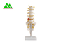 Human Anatomical Spine Model Medical Teaching Models For Students Life Size supplier