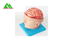 Natural Looking Human Anatomical Brain Model For Medical Students supplier