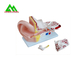 Human Anatomical Medical Teaching Models Plastic Inner Ear Model supplier