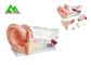Human Anatomical Medical Teaching Models Plastic Inner Ear Model supplier