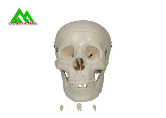 China Plastic Medical Teaching Models Anatomical Human Skull For Studying Anatomy supplier