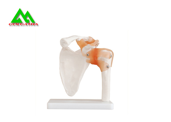 China Human Joint Model For Medical Teaching 11cmx4cm Corrosion Resistance supplier