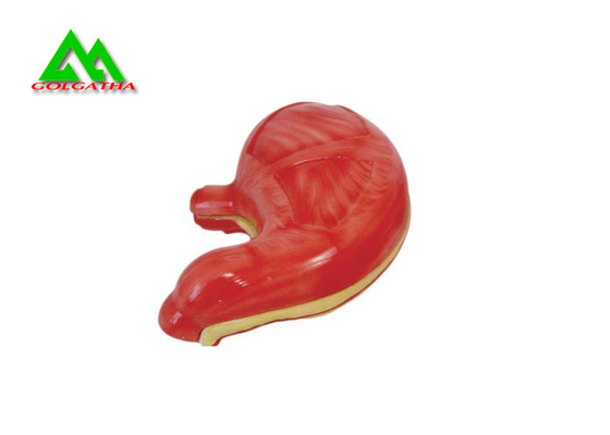 China Recycled Medical Human Digestive System Model For Teaching Life Size 6 Parts supplier