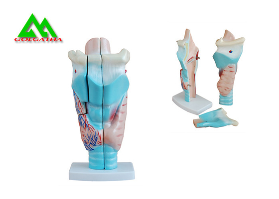 China Human Anatomical Medical Teaching Models Plastic Inner Ear Model supplier