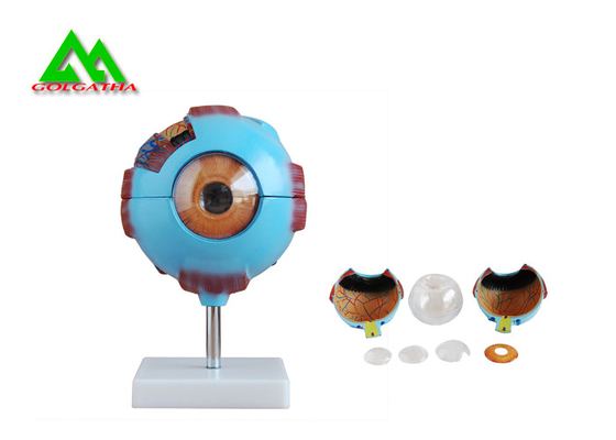 China Medical 3D Anatomical Eye Model , Human Eyeball Anatomy Model supplier