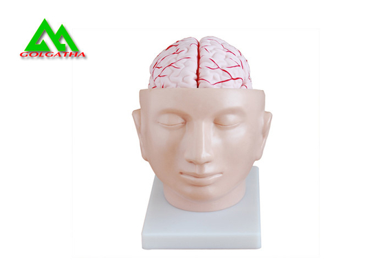 China Human Head Section Medical Teaching Models Eco Friendly Allergy Free supplier