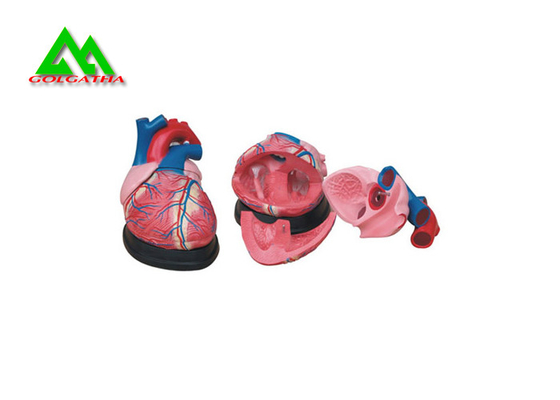 China Plastic Human Anatomical Heart Model Life Size For Medical Students supplier