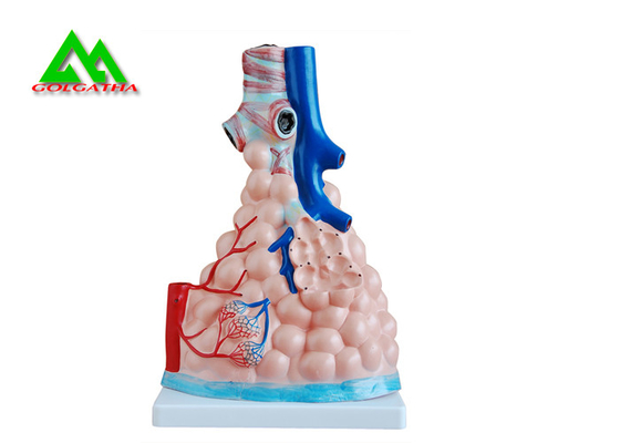 China Professional Medical Teaching Models Human 3D Lung Model Natural Size supplier