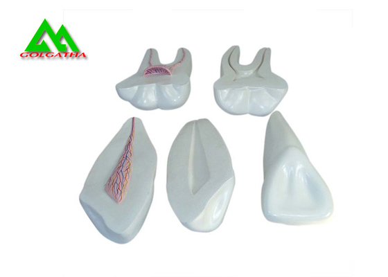 China PVC Plastic Soft Gum Teeth Model , Dental Models For Teaching CE ISO supplier