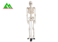 Life Size Medical Anatomical Human Skeleton Model 97 X 45.5 X 28cm supplier