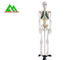 Life Size Medical Anatomical Human Skeleton Model 97 X 45.5 X 28cm supplier