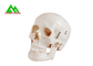 Plastic Medical Teaching Models Anatomical Human Skull For Studying Anatomy supplier