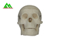 Plastic Medical Teaching Models Anatomical Human Skull For Studying Anatomy supplier