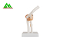 Human Joint Model For Medical Teaching 11cmx4cm Corrosion Resistance supplier