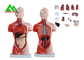 Medical Dual Sex Human Torso Anatomy Model With Head Clear Structure supplier
