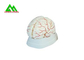 Natural Looking Human Anatomical Brain Model For Medical Students supplier