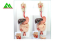 Recycled Medical Human Digestive System Model For Teaching Life Size 6 Parts supplier