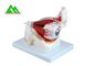 Medical 3D Anatomical Eye Model , Human Eyeball Anatomy Model supplier