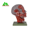 Human Head Section Medical Teaching Models Eco Friendly Allergy Free supplier