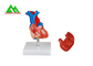 Plastic Human Anatomical Heart Model Life Size For Medical Students supplier