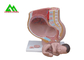 Practice Medical Teaching Models Male Female Genital Organ Model With Base supplier